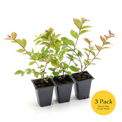 Dwarf Pink Crepe Myrtle Tree | Live Sapling in 2.5 Inch Nursery Cube | Lagerstroemia indica