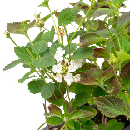 Trailing White Lantana | Live Plant in 2.5 Inch Nursery Cube | Lantana Montevidensis