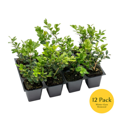 Winter Gem Boxwood | Live Plant in 2.5 Inch Nursery Cube | Buxus microphylla VAR. Japonica