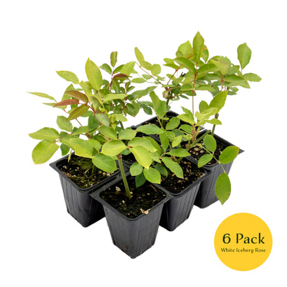 White Iceberg Rose | Live Plant in 2.5 Inch Nursery Cube | Rosa 'KORbin'