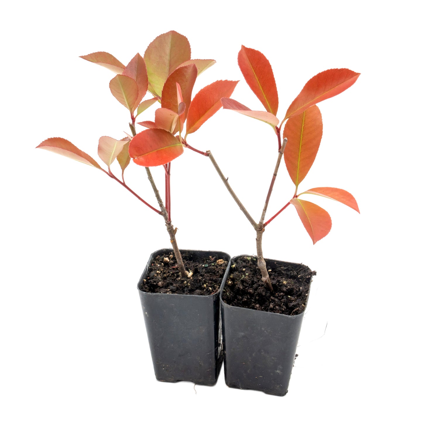 Red Tip Photinia | Live Plant in 3.5 Inch Nursery Cube | Photinia x Fraseri