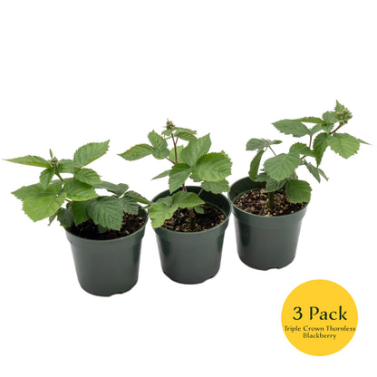 Triple Crown Thornless Blackberry | Live Plant in 4 Inch Nursery Pot | Rubus fruticosus 'Triple Crown'
