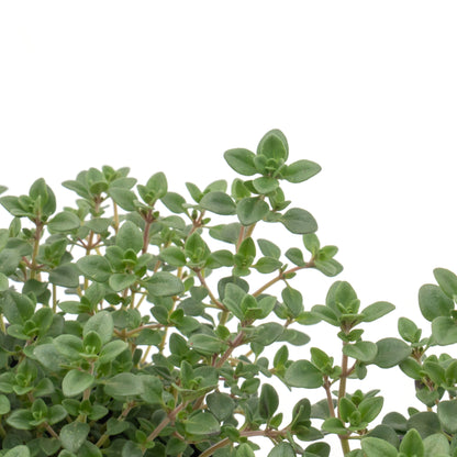 Lemon Thyme | Live Herb in 2.5 Inch Nursery Cube | Thymus Citriodorus