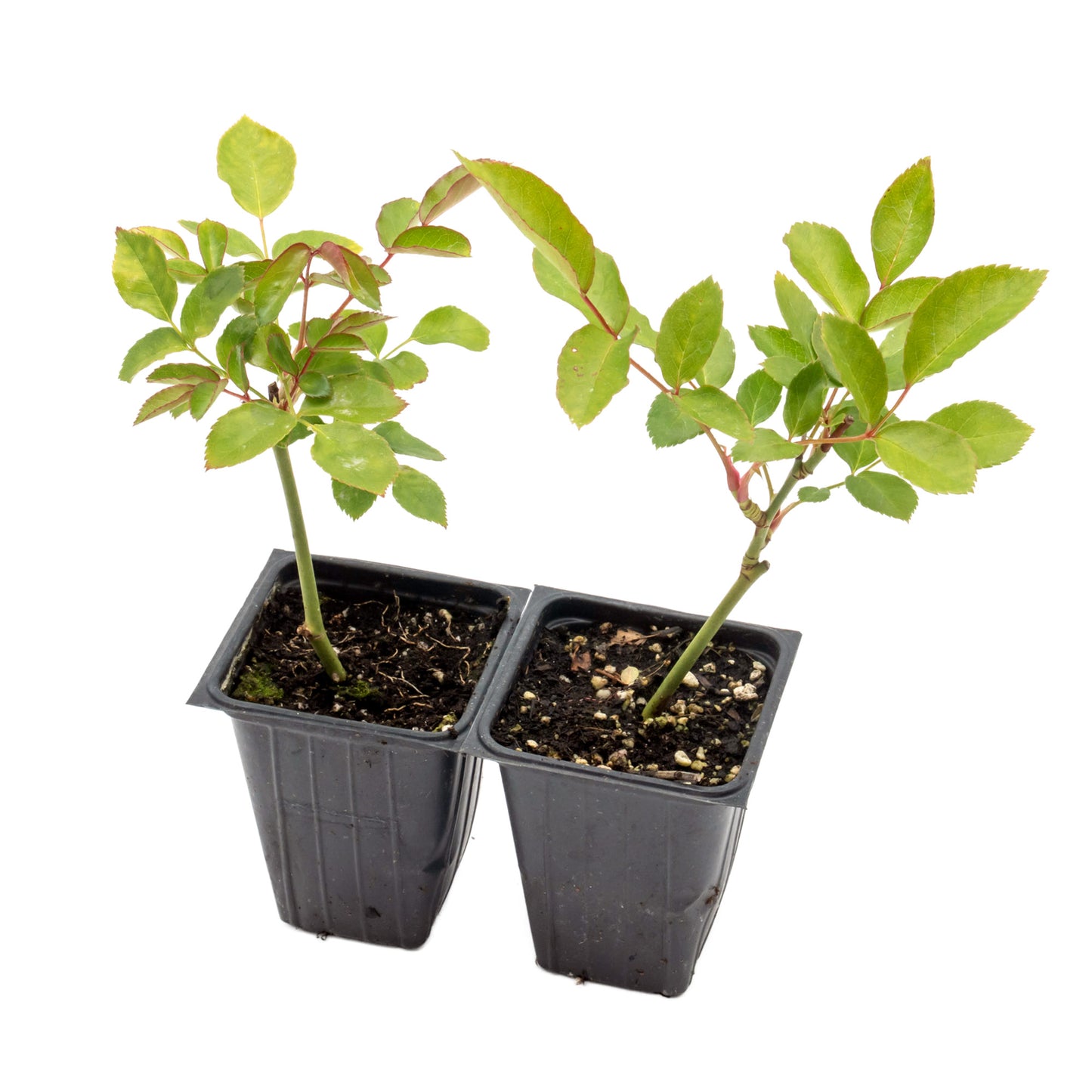 White Iceberg Rose | Live Plant in 2.5 Inch Nursery Cube | Rosa 'KORbin'