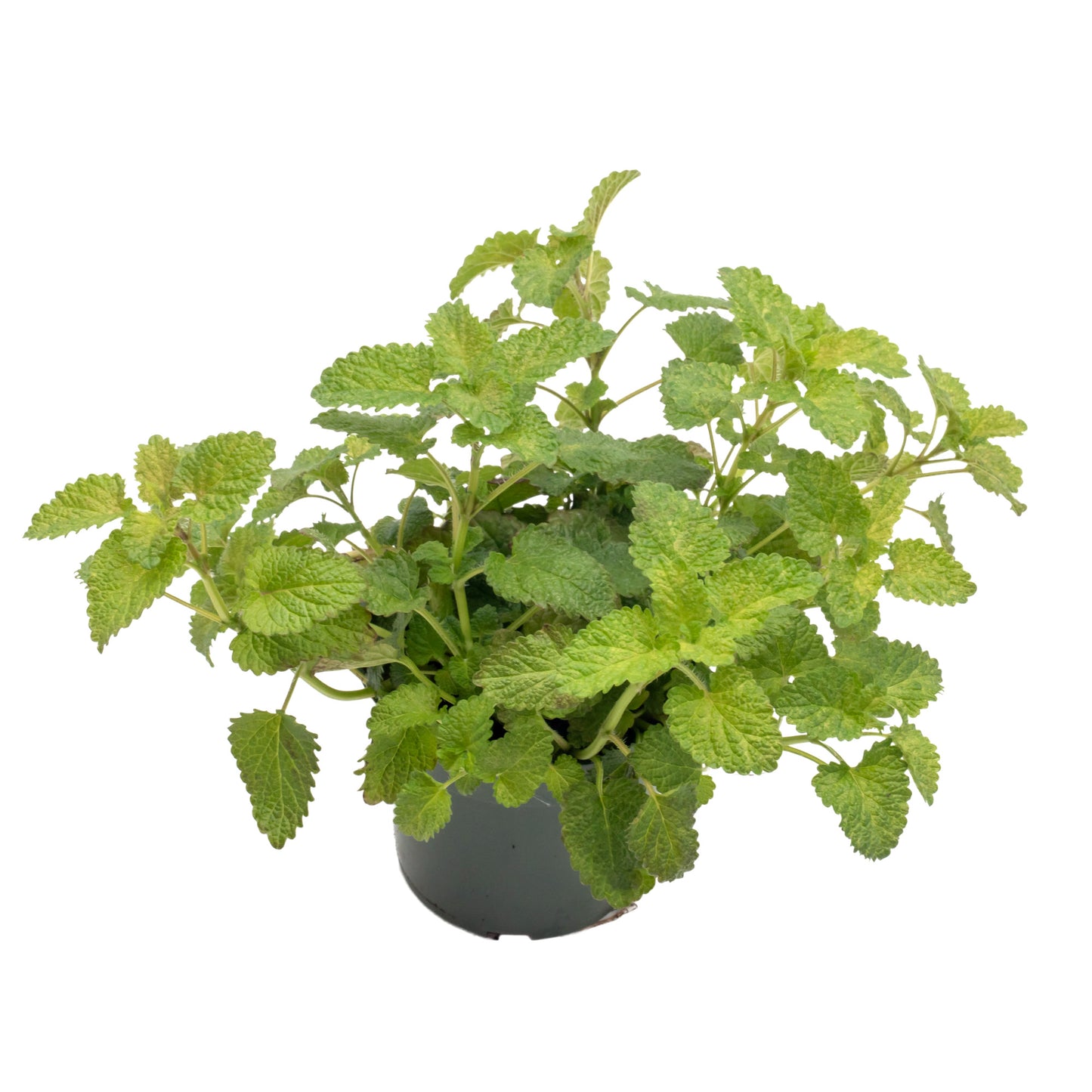 Lemon Balm | Live Herb in 4 Inch Nursery Pot | Melissa Officinalis