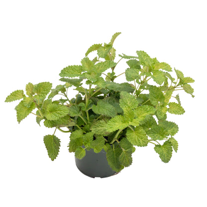 Lemon Balm | Live Herb in 4 Inch Nursery Pot | Melissa Officinalis