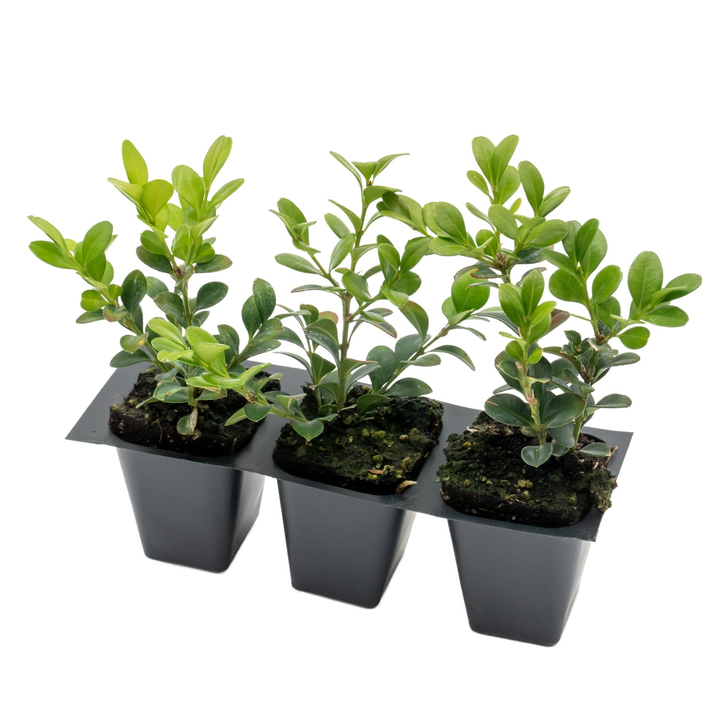 Winter Gem Boxwood | Live Plant in 2.5 Inch Nursery Cube | Buxus microphylla VAR. Japonica