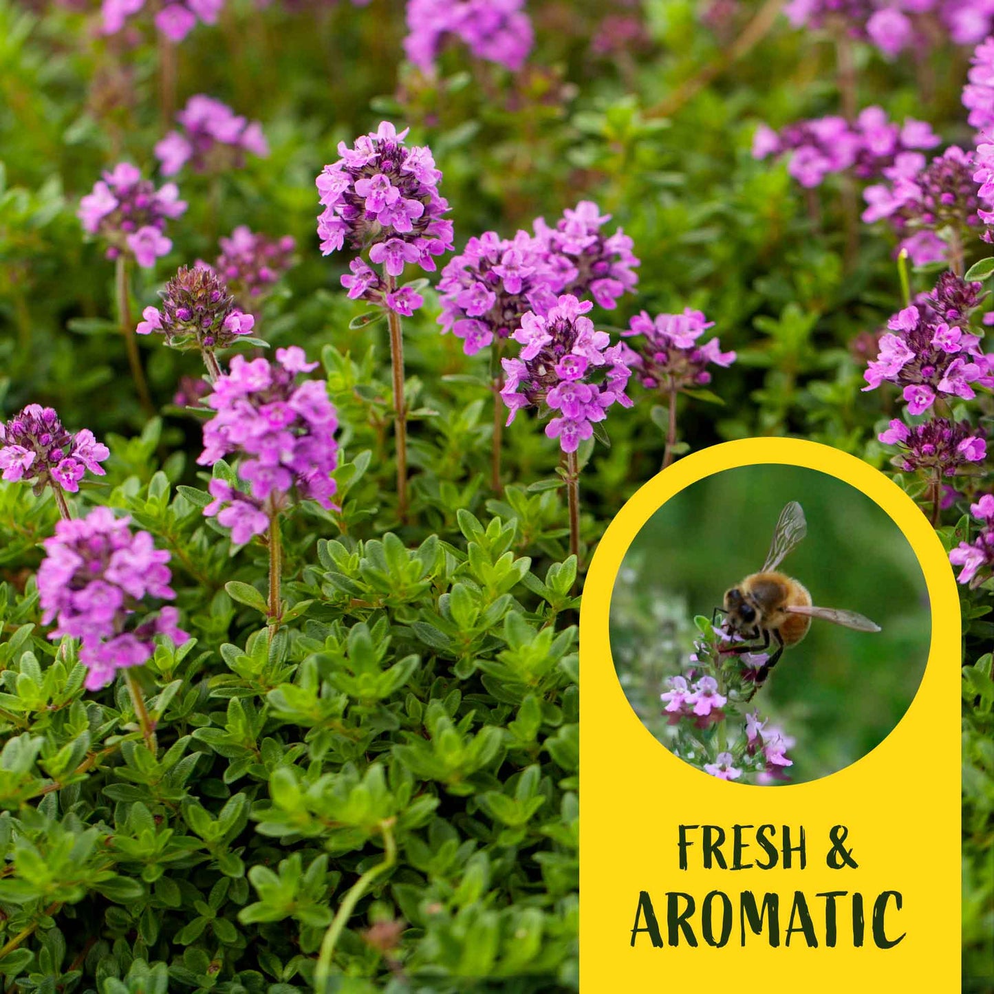 3 Red Creeping Thyme in 2.5" Cubes | Fragrant Evergreen Groundcover with Purple Blooms for Pots & Landscaping (Thymus praecox ‘Coccineus’)
