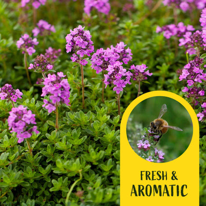 3 Red Creeping Thyme in 2.5" Cubes | Fragrant Evergreen Groundcover with Purple Blooms for Pots & Landscaping (Thymus praecox ‘Coccineus’)