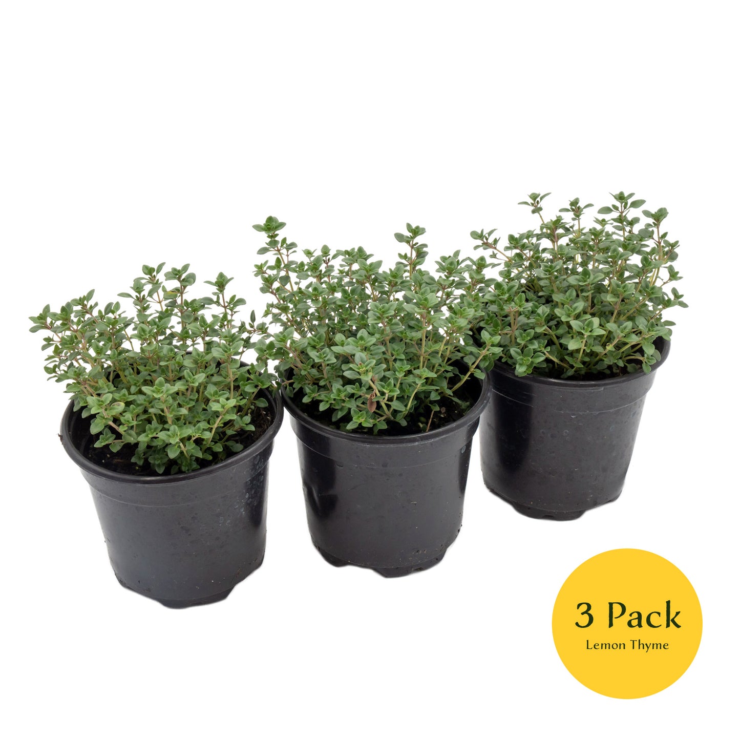 Lemon Thyme | Live Herb in 4 Inch Nursery Pot | Thymus Citriodorus