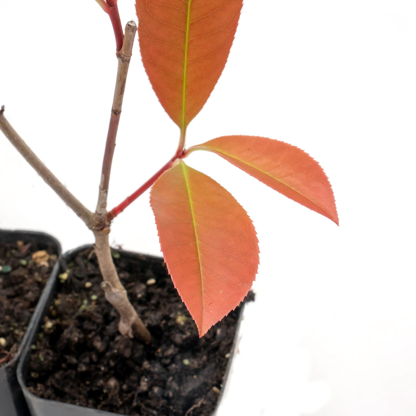 Red Tip Photinia | Live Plant in 3.5 Inch Nursery Cube | Photinia x Fraseri