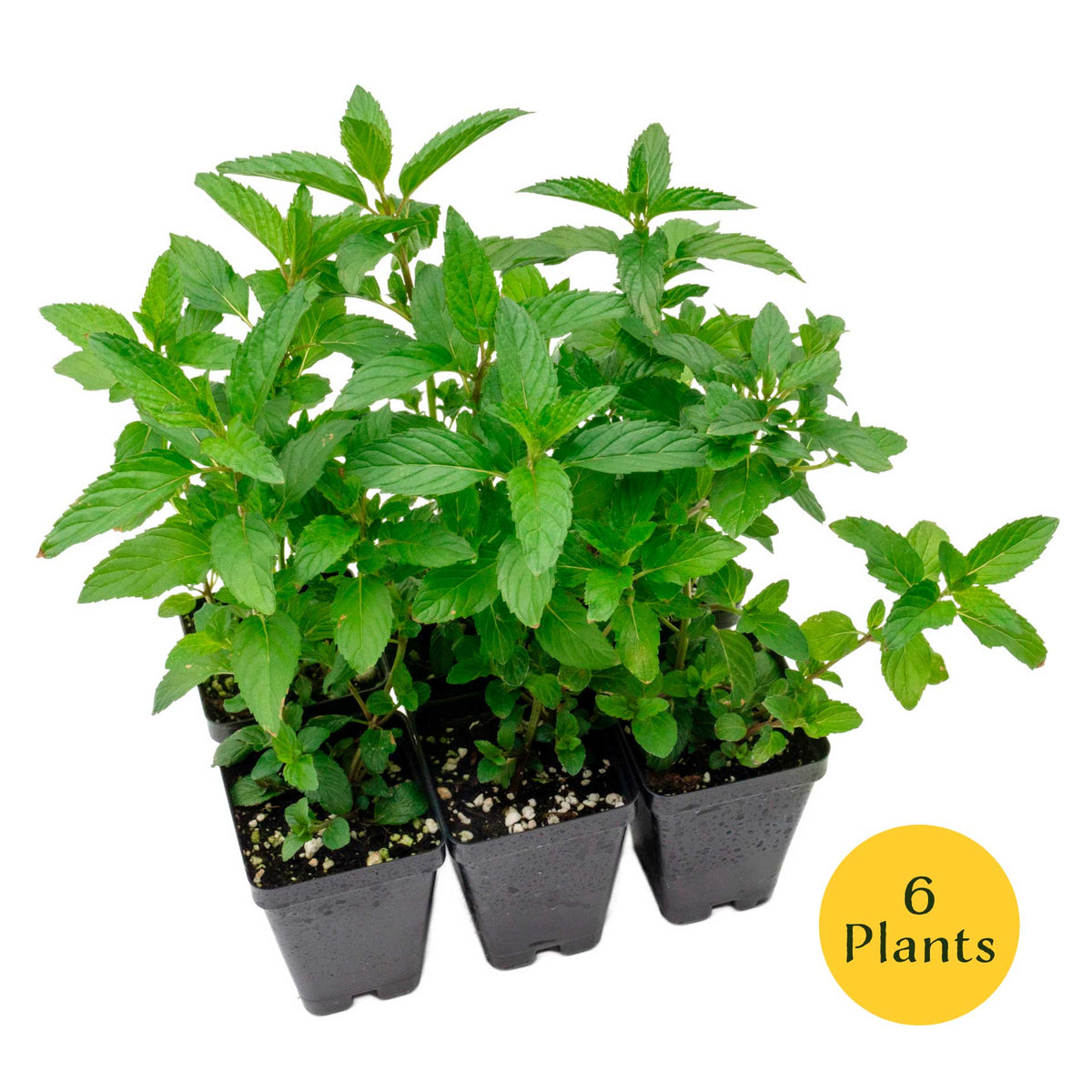 2 Peppermint Plants – Fragrant Edible Perennial Herb for Fresh Tea, Cooking & Easy Growing in Containers & Herb Gardens (Mentha piperita L.)