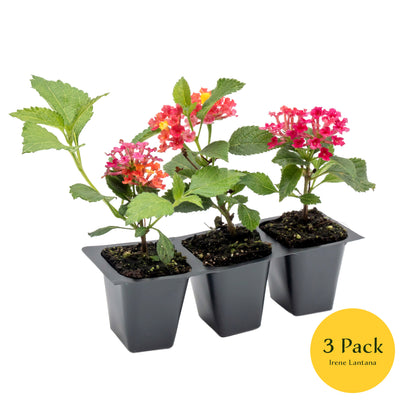 Irene Lantana | Live Plant in 2.5 Inch Nursery Cube | Lantana camara 'Irene'
