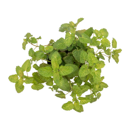 Lemon Balm | Live Herb in 4 Inch Nursery Pot | Melissa Officinalis
