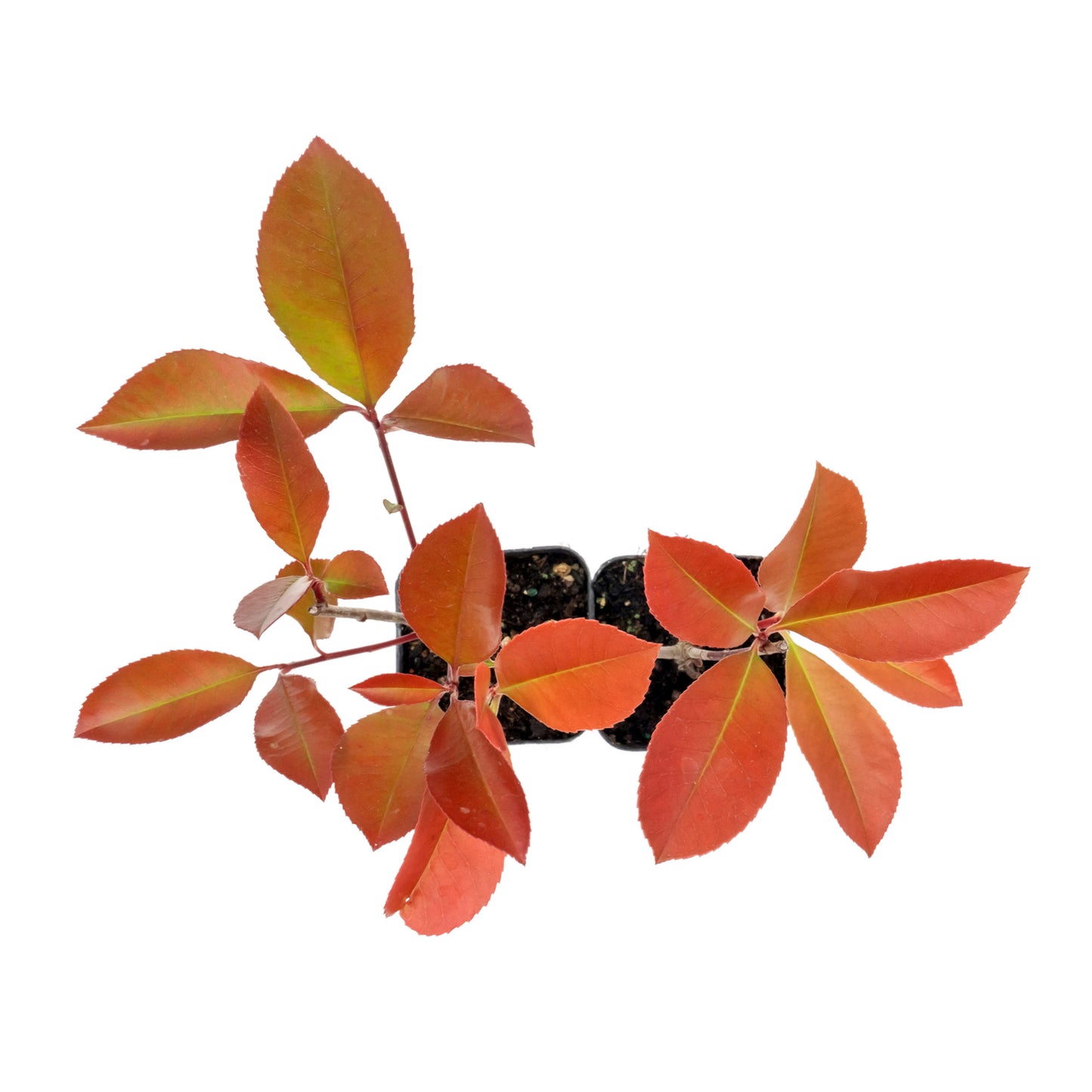 Red Tip Photinia | Live Plant in 3.5 Inch Nursery Cube | Photinia x Fraseri
