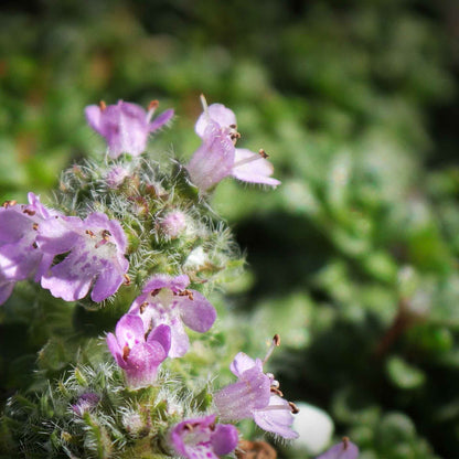 Elfin Thyme (Thymus serpyllum 'Elfin')