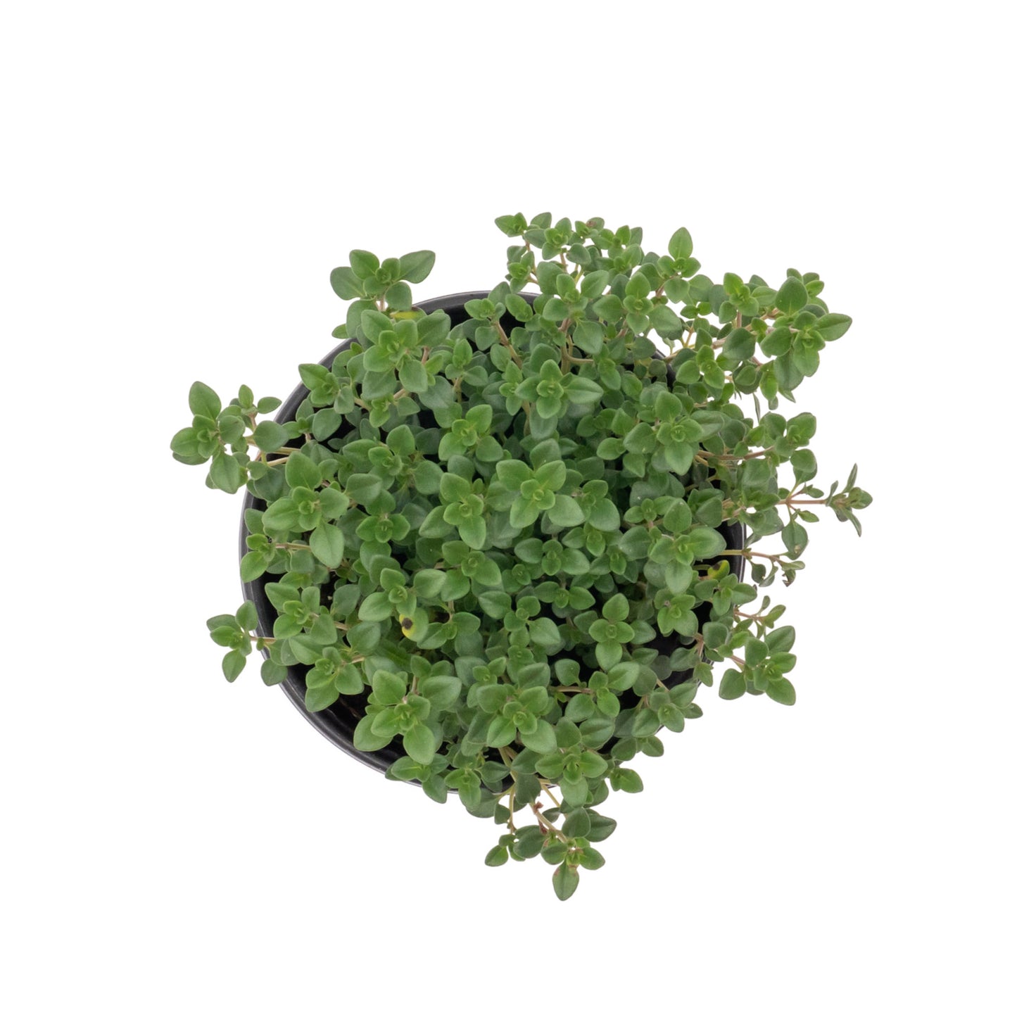 Lemon Thyme | Live Herb in 4 Inch Nursery Pot | Thymus Citriodorus