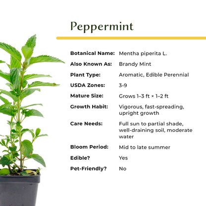 2 Peppermint Plants – Fragrant Edible Perennial Herb for Fresh Tea, Cooking & Easy Growing in Containers & Herb Gardens (Mentha piperita L.)