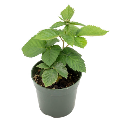 Triple Crown Thornless Blackberry | Live Plant in 4 Inch Nursery Pot | Rubus fruticosus 'Triple Crown'