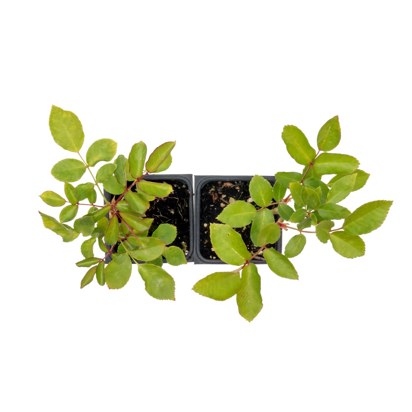 White Iceberg Rose | Live Plant in 2.5 Inch Nursery Cube | Rosa 'KORbin'