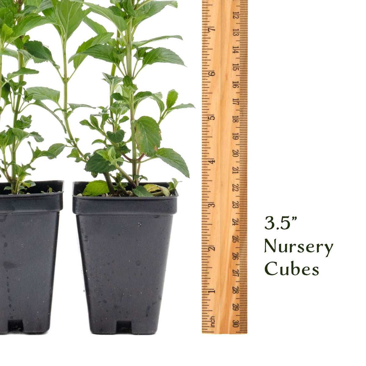 2 Peppermint Plants – Fragrant Edible Perennial Herb for Fresh Tea, Cooking & Easy Growing in Containers & Herb Gardens (Mentha piperita L.)