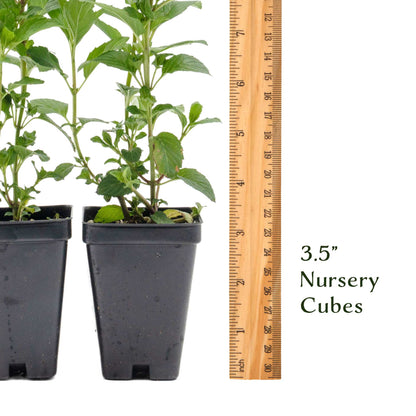 2 Peppermint Plants – Fragrant Edible Perennial Herb for Fresh Tea, Cooking & Easy Growing in Containers & Herb Gardens (Mentha piperita L.)