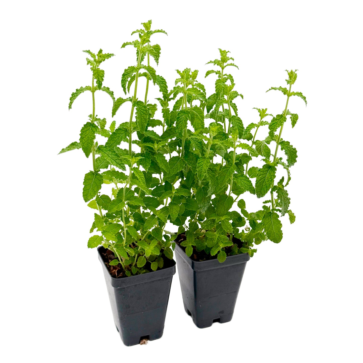 Strawberry Mint | Live Herb in 2.5 Inch Nursery Cube | Mentha × piperita 'Strawberry'