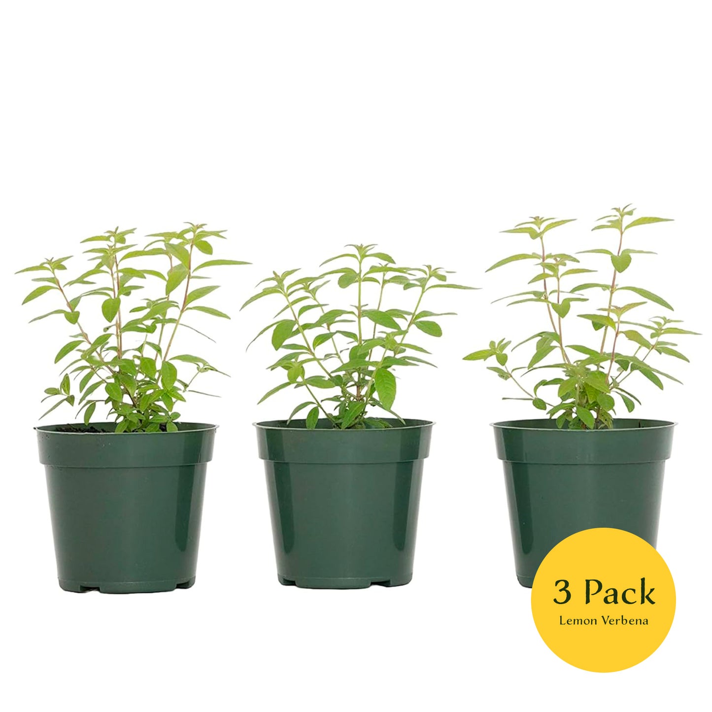 Lemon Verbena | Live Herb in 4 Inch Nursery Cube | Aloysia citriodora