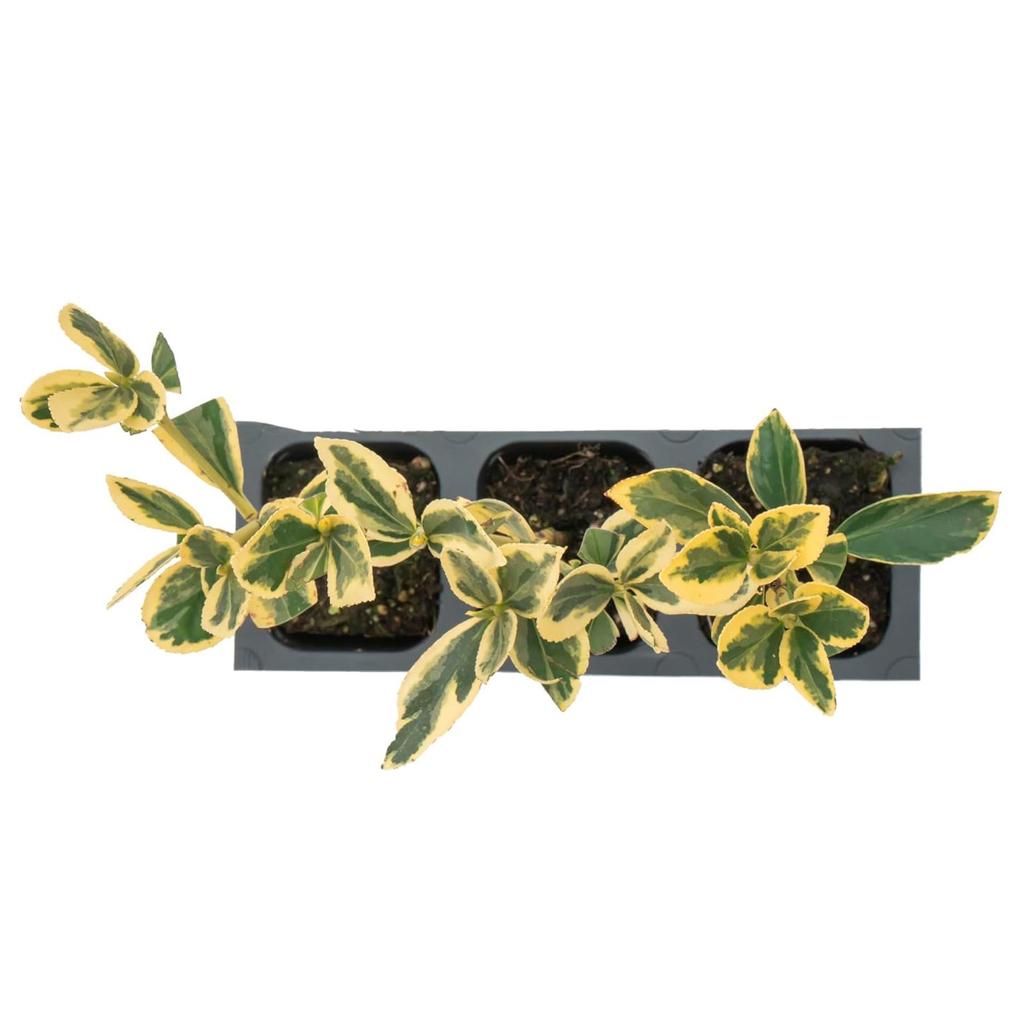 Silver King Euonymus | Live Plant in 2.5 Inch Nursery Cube | Euonymus Japonica