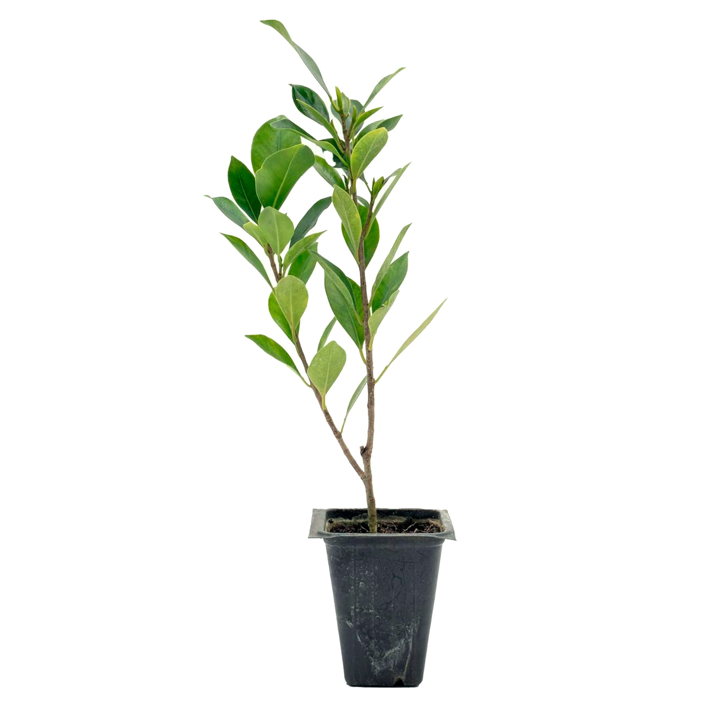Indian Laurel Fig Tree | Live Sapling in 2.5 Inch Nursery Cube | Ficus Nitida