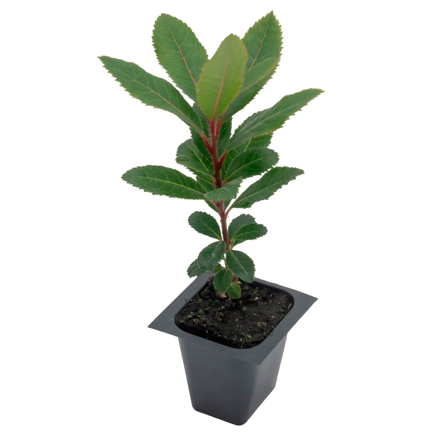 Strawberry Tree | Live Sapling in 2.5 Inch Nursery Cube | Arbutus Unedo