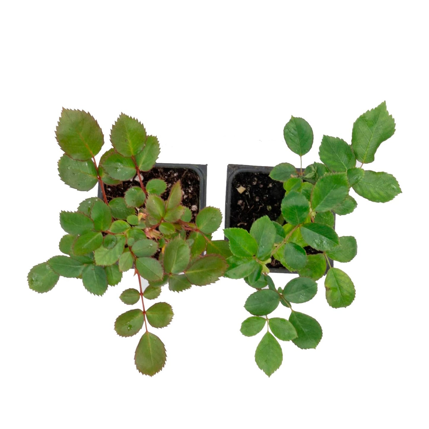 "Flower Carpet Red" Rose | Live Plant in 2.5 Inch Nursery Cube | Rosa x ‘Noare’
