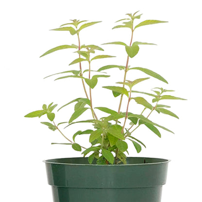 Lemon Verbena | Live Herb in 4 Inch Nursery Cube | Aloysia citriodora