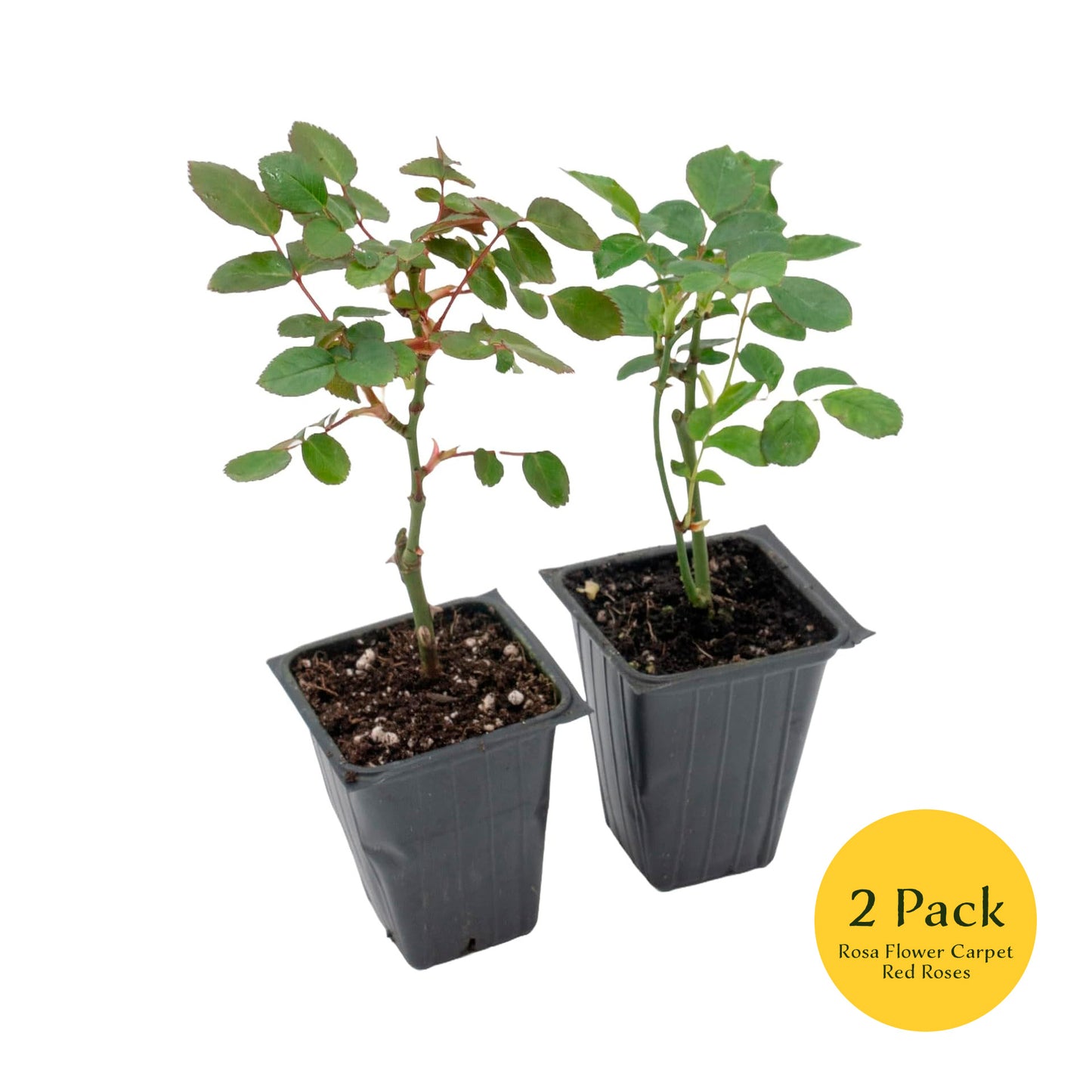 "Flower Carpet Red" Rose | Live Plant in 2.5 Inch Nursery Cube | Rosa x ‘Noare’