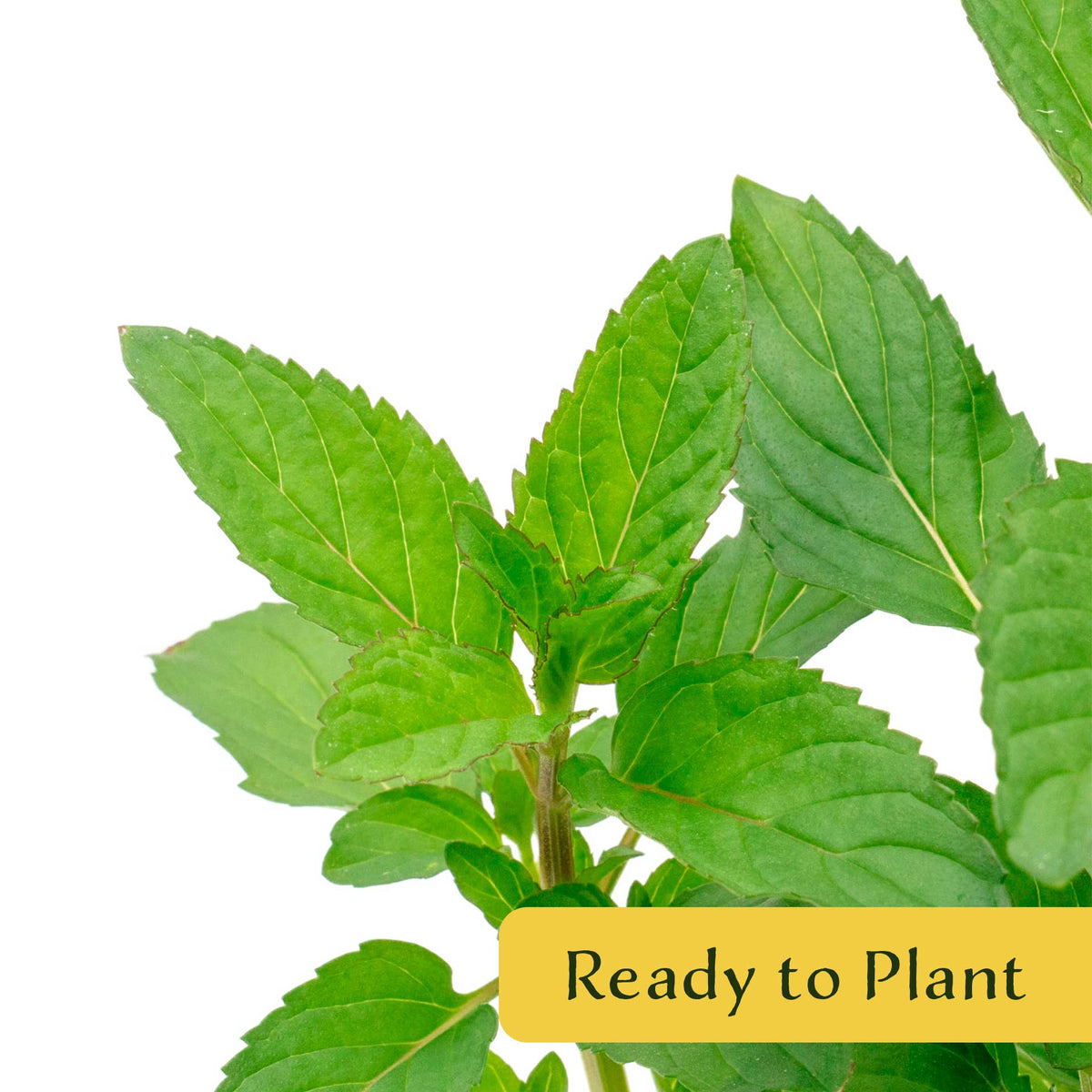 2 Peppermint Plants – Fragrant Edible Perennial Herb for Fresh Tea, Cooking & Easy Growing in Containers & Herb Gardens (Mentha piperita L.)