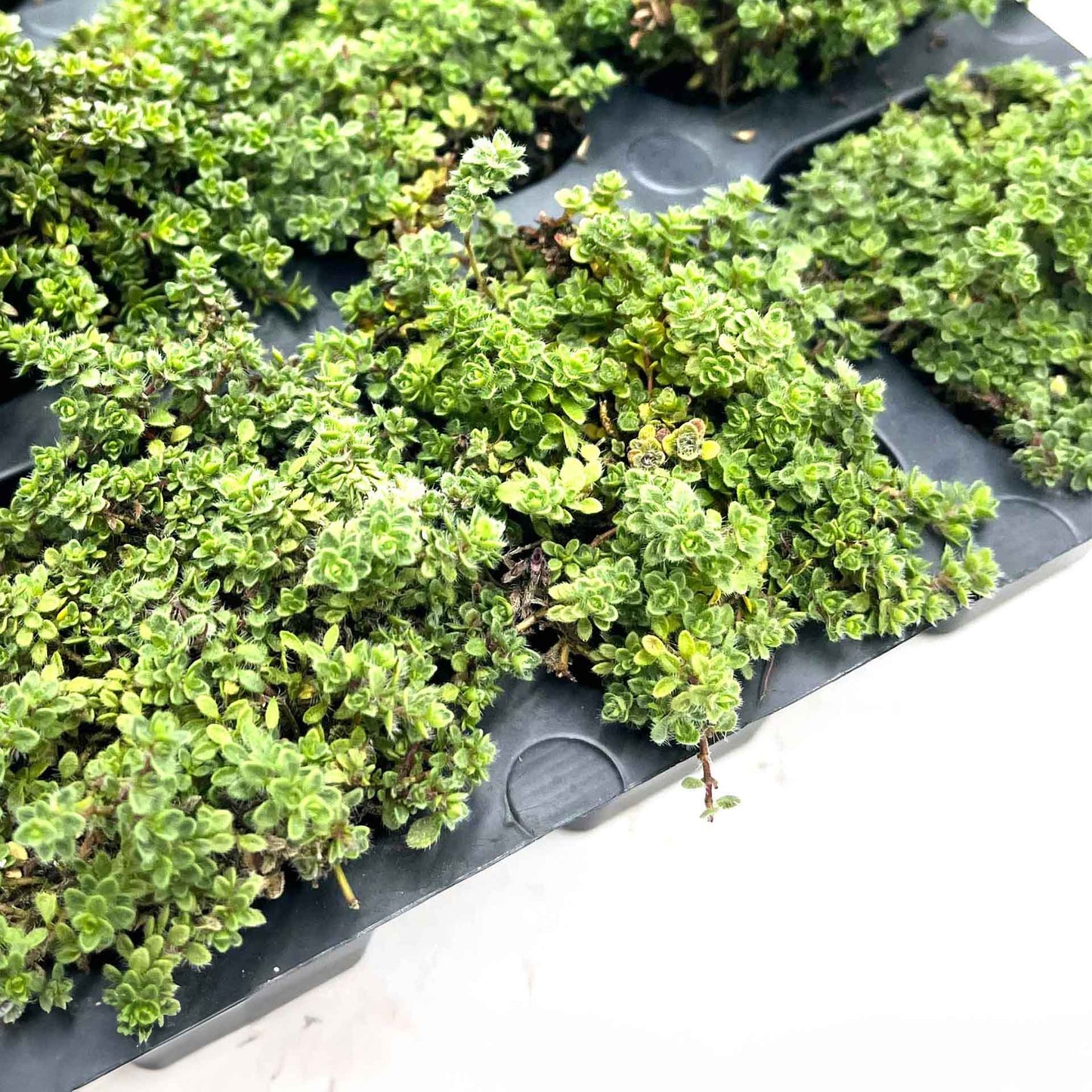 Elfin Thyme (Thymus serpyllum 'Elfin')