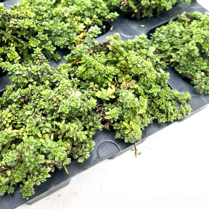 Elfin Thyme (Thymus serpyllum 'Elfin')