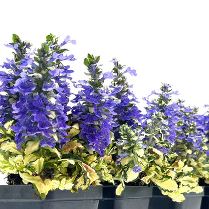 Princess Leia Bugleweed (Ajuga reptans ‘Princess Leia’)