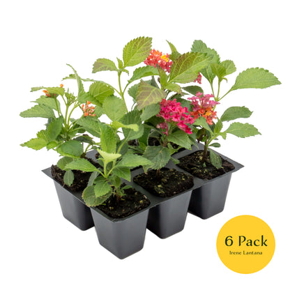 Irene Lantana | Live Plant in 2.5 Inch Nursery Cube | Lantana camara 'Irene'