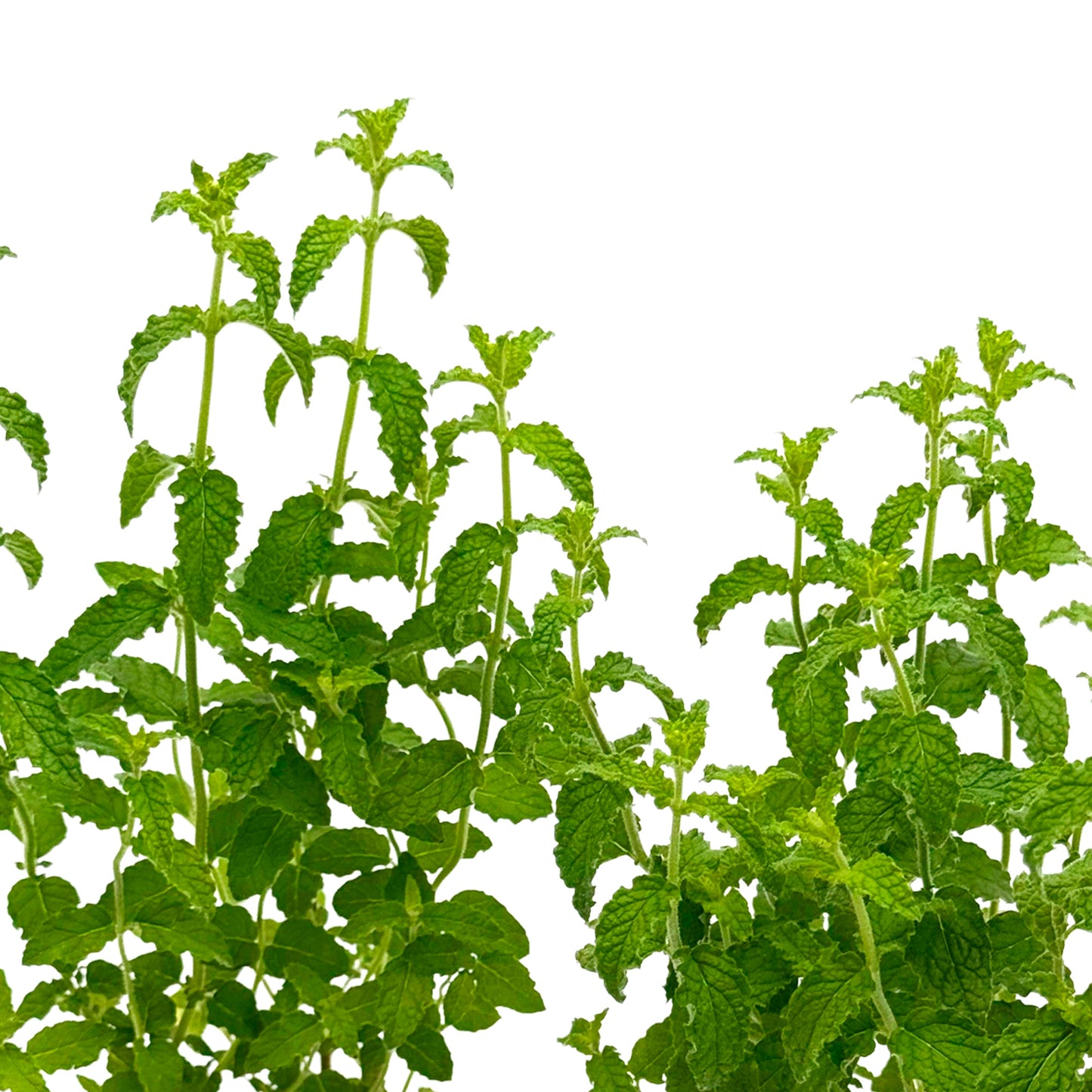 Strawberry Mint | Live Herb in 2.5 Inch Nursery Cube | Mentha × piperita 'Strawberry'