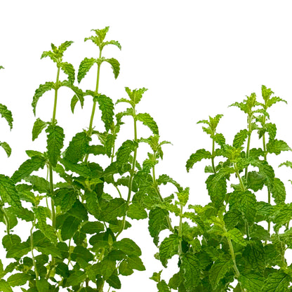 Strawberry Mint | Live Herb in 2.5 Inch Nursery Cube | Mentha × piperita 'Strawberry'