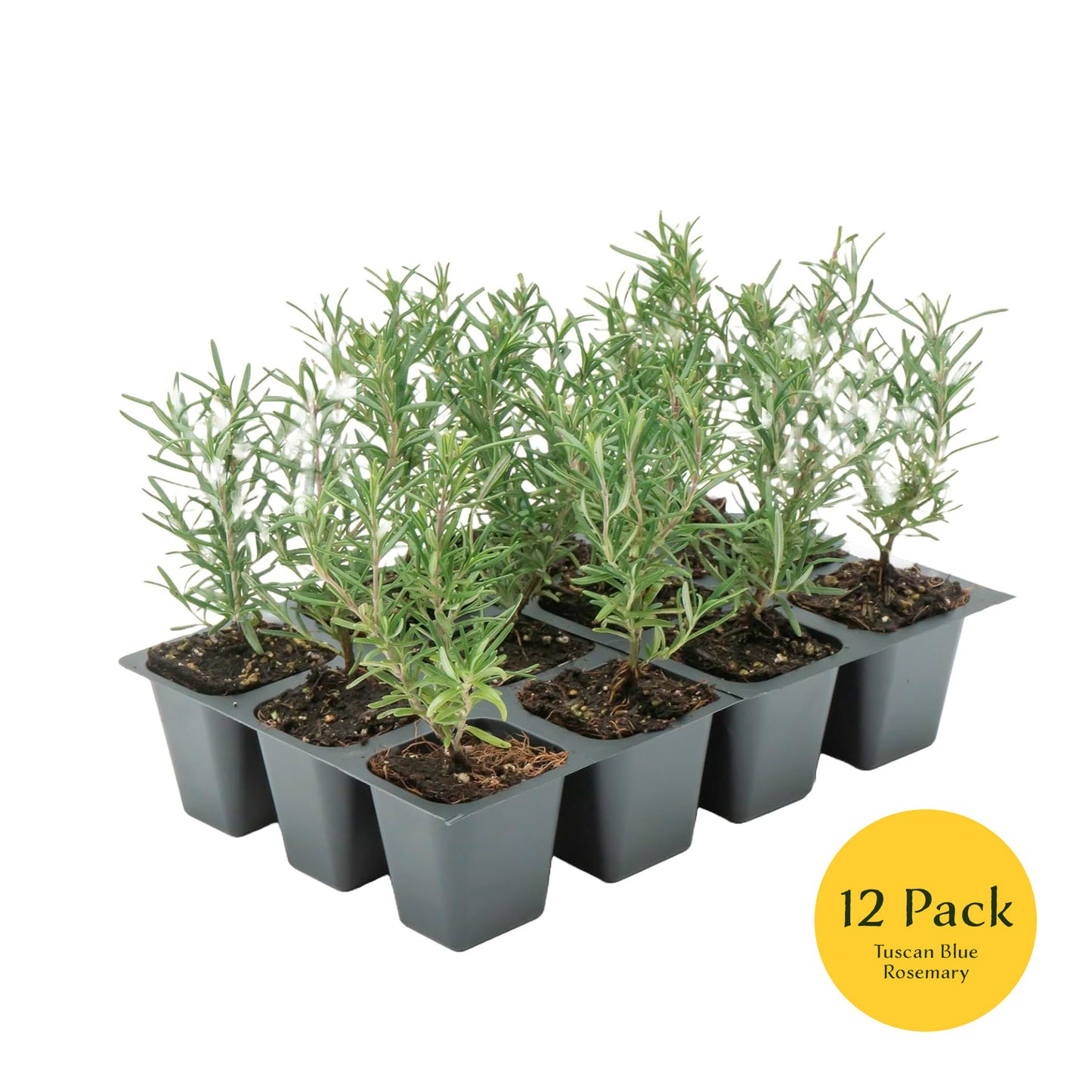 Tuscan Blue Rosemary | Live Herb in 2.5 Inch Nursery Cube | Rosmarinus Officinalis