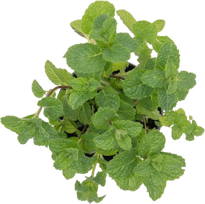 Spearmint | Live Herb in 4 Inch Nursery Pot | Mentha Spicata