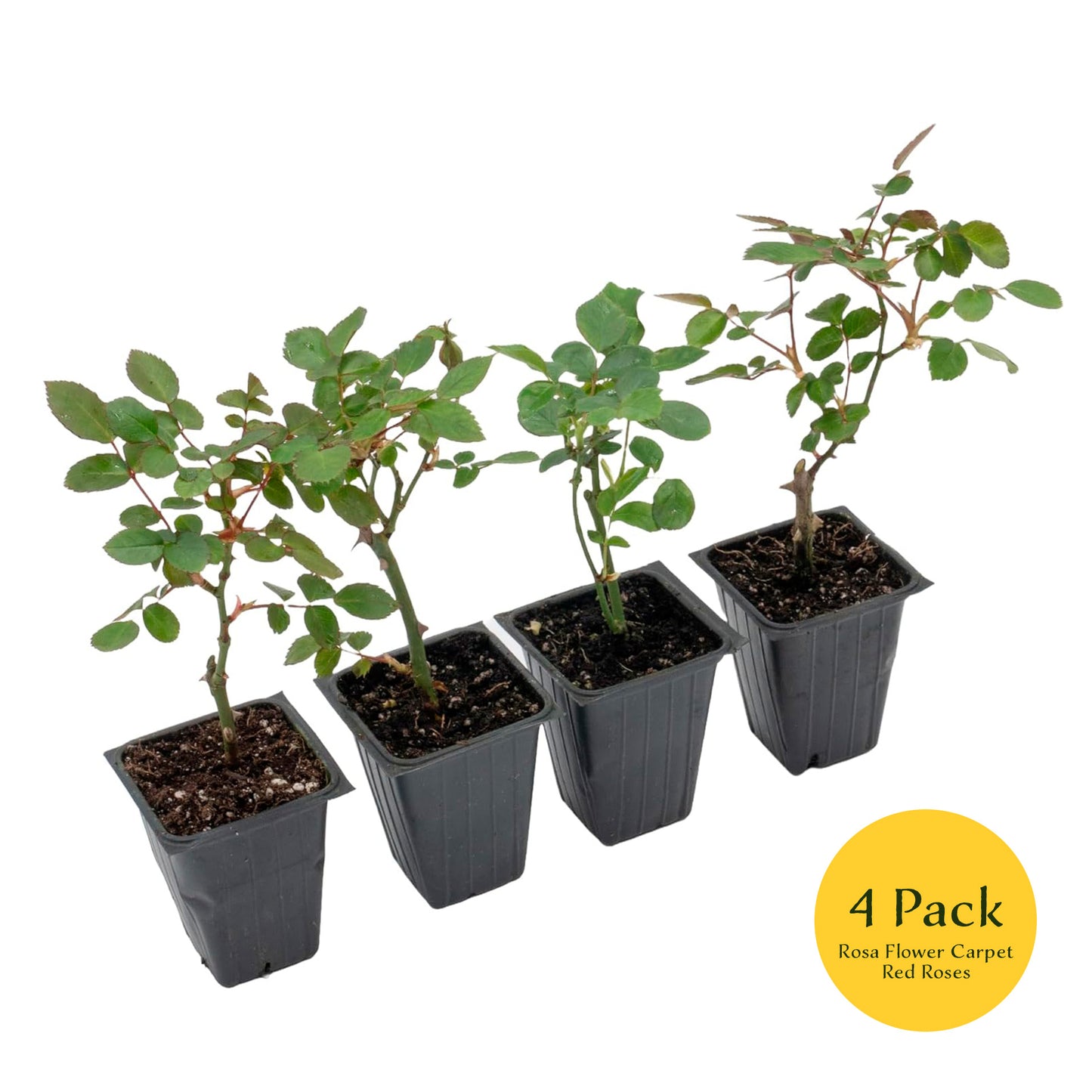 "Flower Carpet Red" Rose | Live Plant in 2.5 Inch Nursery Cube | Rosa x ‘Noare’