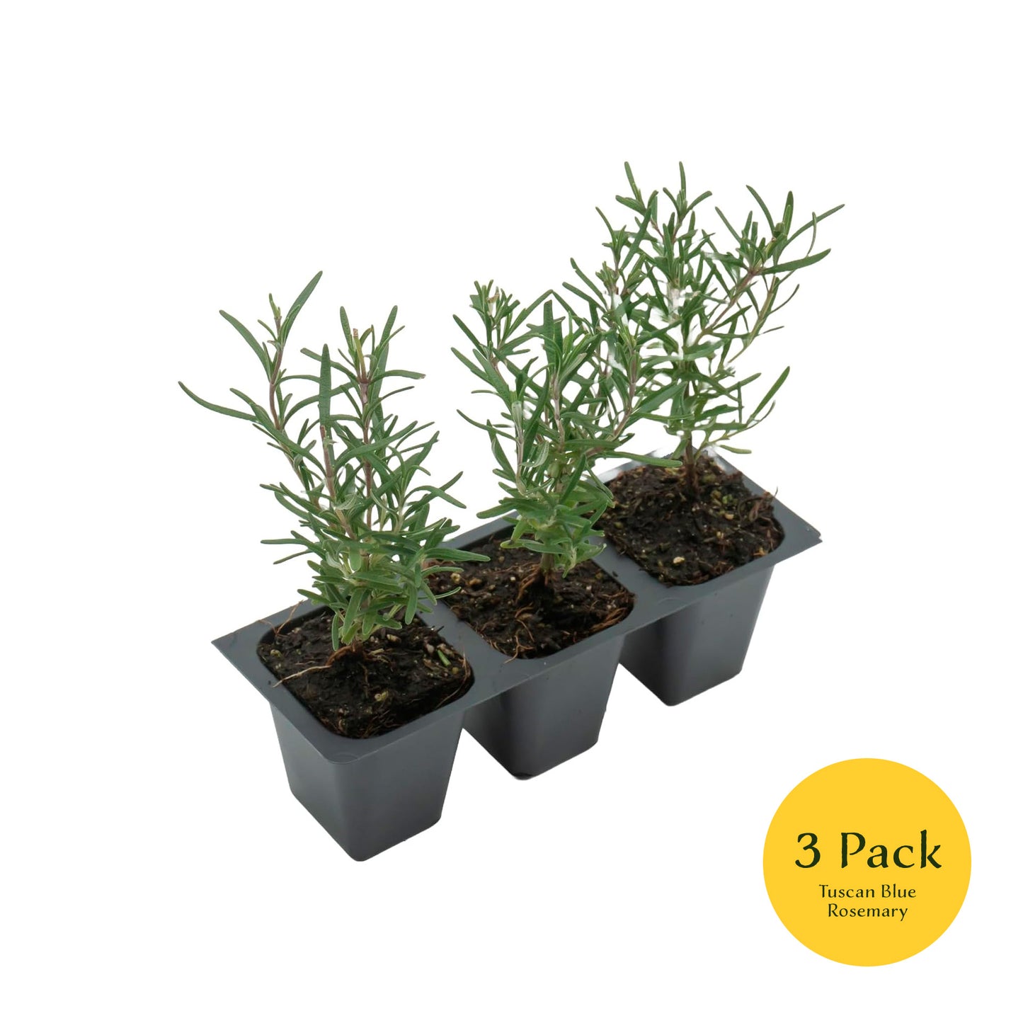 Tuscan Blue Rosemary | Live Herb in 2.5 Inch Nursery Cube | Rosmarinus Officinalis