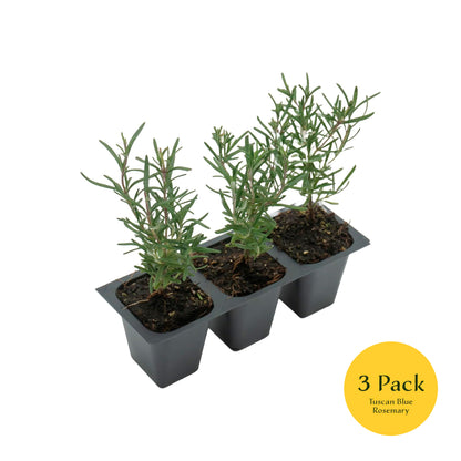 Tuscan Blue Rosemary | Live Herb in 2.5 Inch Nursery Cube | Rosmarinus Officinalis