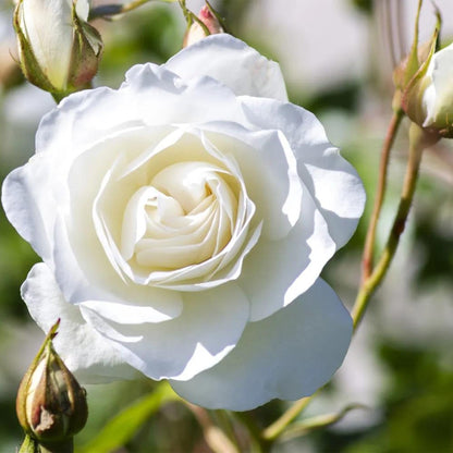 White Iceberg Rose | Live Plant in 2.5 Inch Nursery Cube | Rosa 'KORbin'