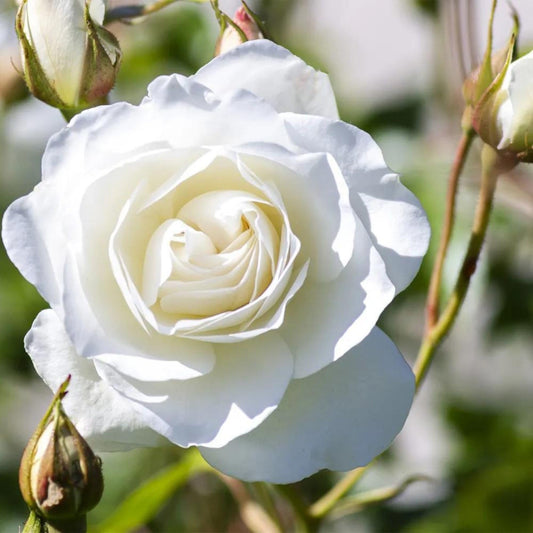 White Iceberg Rose | Live Plant in 2.5 Inch Nursery Cube | Rosa 'KORbin'