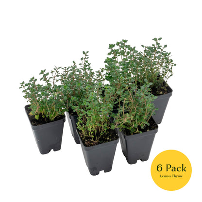 Lemon Thyme | Live Herb in 2.5 Inch Nursery Cube | Thymus Citriodorus