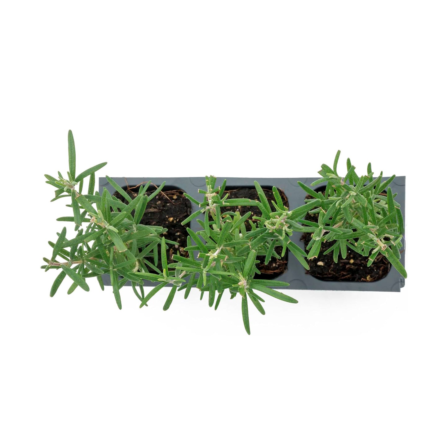 Tuscan Blue Rosemary | Live Herb in 2.5 Inch Nursery Cube | Rosmarinus Officinalis